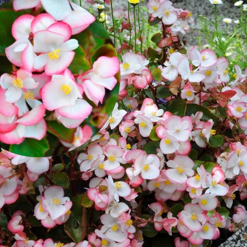 Begonia semperflorens 'Super Olympia® Bicolor' - Alatiõitsev begoonia 'Super Olympia® Bicolor' P9/0,55L